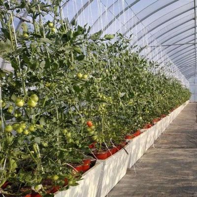 Frigoríficos de plástico Frigorífico comercial de Po/PE com hidroponia