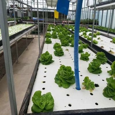 Estufa multi-espansão com hidroponia e estrutura de aço A combinação perfeita