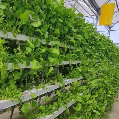 2000.000kg Pacote Peso Bruto Estufas comerciais para hidroponia Climatizadas