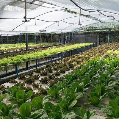 2000.000kg Pacote Peso Bruto Estufas comerciais para hidroponia Climatizadas