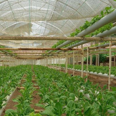 2000.000kg Pacote Peso Bruto Estufas comerciais para hidroponia Climatizadas