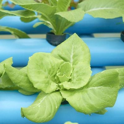 2000.000kg Pacote Peso Bruto Estufas comerciais para hidroponia Climatizadas