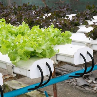 2000.000kg Pacote Peso Bruto Estufas comerciais para hidroponia Climatizadas