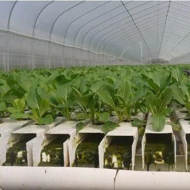 Filtro de controle de umidade multi-span Estufas para vegetais Otimizar o crescimento dos vegetais