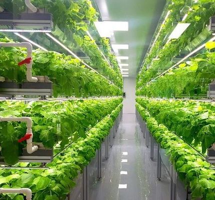 Filtro de controle de umidade multi-span Estufas para vegetais Otimizar o crescimento dos vegetais