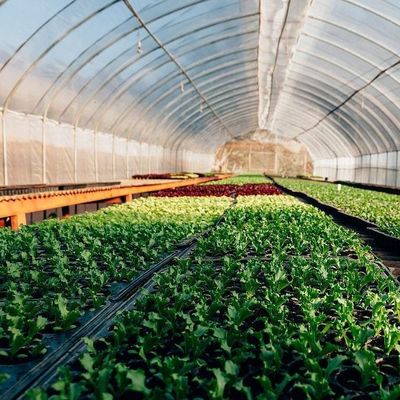 Estufas hidropónicas de aquecimento temporário com sistema de controlo de umidade JX-FG-212