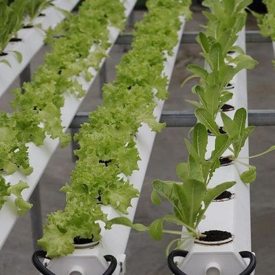 Estufas de filtro de humidade controlada em moeda dos EUA para a produção de vegetais sem solo
