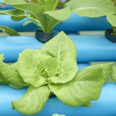 Estufas de filtro de humidade controlada em moeda dos EUA para a produção de vegetais sem solo