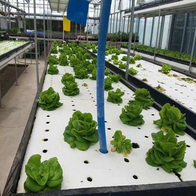 Estufas de filtro de humidade controlada em moeda dos EUA para a produção de vegetais sem solo