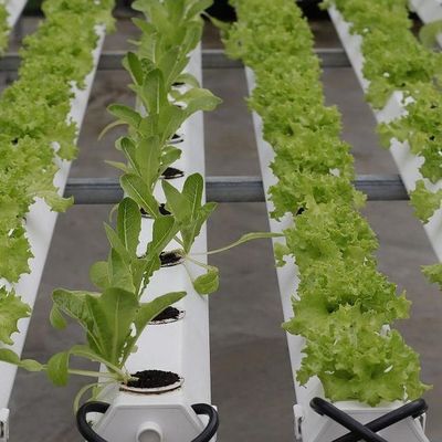 Filtro Po/PE Hidropónico de Estufas para Vegetais