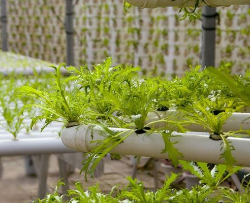 Filtro Po/PE Hidropónico de Estufas para Vegetais