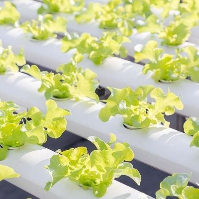 Filtro Po/PE Hidropónico de Estufas para Vegetais