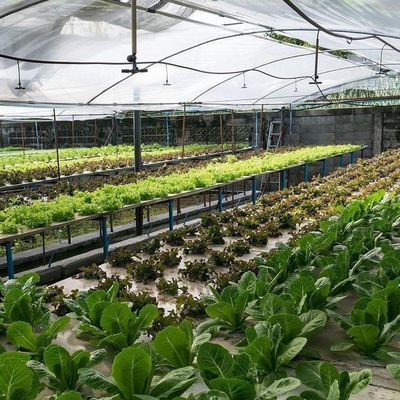 Filtro Po/PE Hidropónico de Estufas para Vegetais