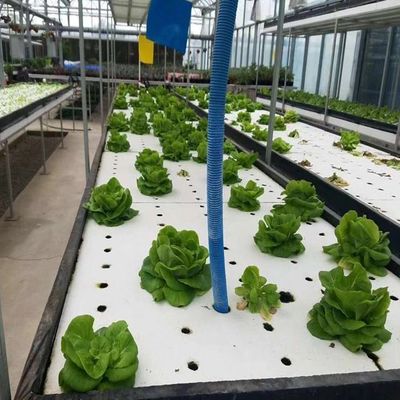 Estufas adequadas para o cultivo de mudas de folha de plástico
