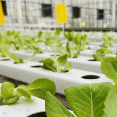 Estufas adequadas para o cultivo de mudas de folha de plástico