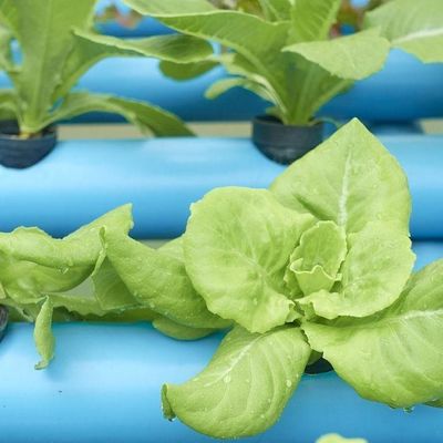 Estufas adequadas para o cultivo de mudas de folha de plástico