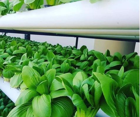 Projeto de estufas de cultura sem solo para vegetais e método de aquecimento temporário