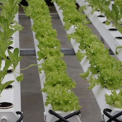 Projeto de estufas de cultura sem solo para vegetais e método de aquecimento temporário