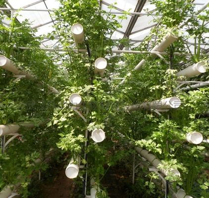 Departamento Económico Estufas de plástico com hidroponia e aquecimento temporário