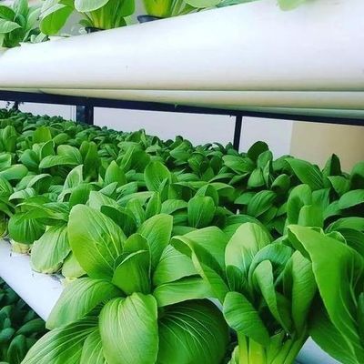 Departamento Económico Estufas de plástico com hidroponia e aquecimento temporário