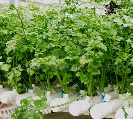 Departamento Económico Estufas de plástico com hidroponia e aquecimento temporário