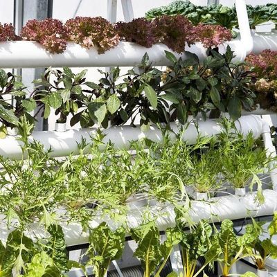 Departamento Económico Estufas de plástico com hidroponia e aquecimento temporário