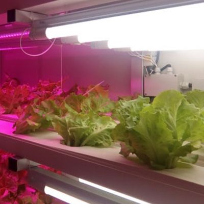 Sistema de cultivo comercial de microgreens de hidroponia interior com JX-Container-Greenhouse