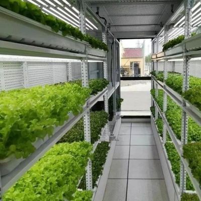 Sistema de cultivo comercial de microgreens de hidroponia interior com JX-Container-Greenhouse