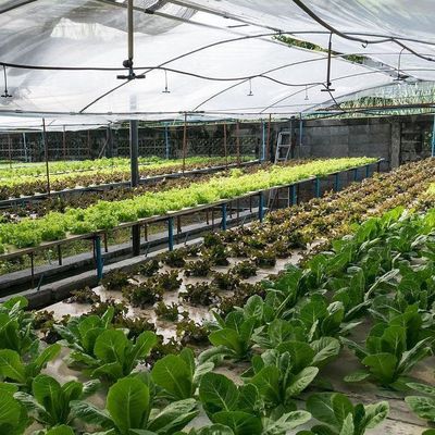 Aquecedor de telhado com arco de forma multi-span para hidroponia controlada a temperatura