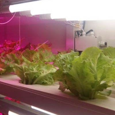 Solução hidropónica de forragem e vegetais, frutas e flores para estufas em recipiente JX