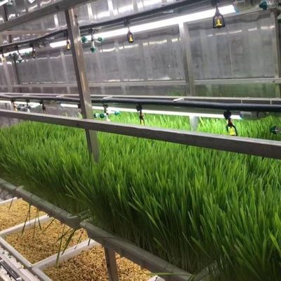 Solução hidropónica de forragem e vegetais, frutas e flores para estufas em recipiente JX