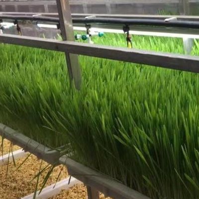 Solução hidropónica de forragem e vegetais, frutas e flores para estufas em recipiente JX