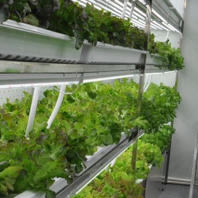 Solução hidropónica de forragem e vegetais, frutas e flores para estufas em recipiente JX