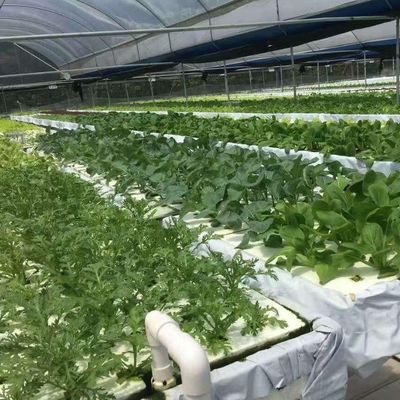 Estufa de filme comercial com cultivo hidropônico personalizado