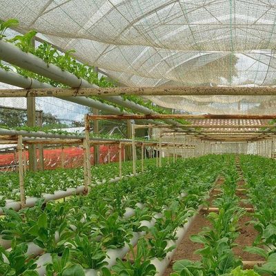 Estufa de filme comercial com cultivo hidropônico personalizado