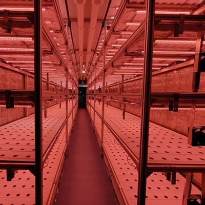 Juxiang OEM sistema de cultivo hidropônico de vegetais vivos com estufa de recipiente de 40 pés