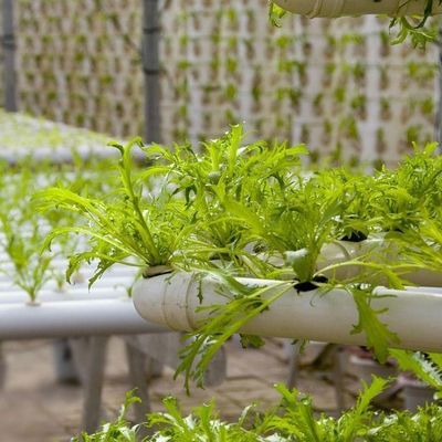 Estufa de filme comercial com cultivo hidropônico personalizado
