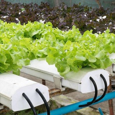 Estufa de filme comercial com cultivo hidropônico personalizado