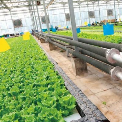 Estufa de filme comercial com cultivo hidropônico personalizado