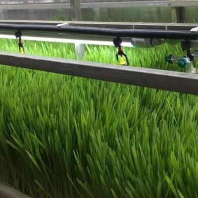 Tingzhou Juxiang Sistema de cultivo hidropónico totalmente automático para vegetais Frutas Flores
