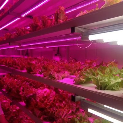Tingzhou Juxiang Sistema de cultivo hidropónico totalmente automático para vegetais Frutas Flores