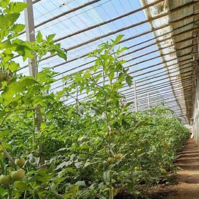 Tejo arqueado Aquicultura Filme vegetal Luz solar Estufas de morango dos EUA