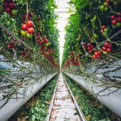 Tejo arqueado Aquicultura Filme vegetal Luz solar Estufas de morango dos EUA