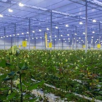 Sistema de iluminação para estufas em recipientes Pacote Peso bruto 2000.000kg Moeda EUA