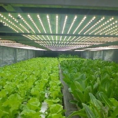 Sistema de iluminação para estufas em recipientes Pacote Peso bruto 2000.000kg Moeda EUA