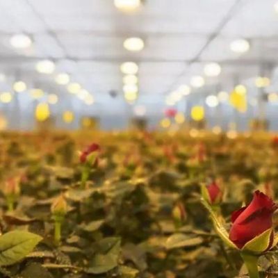Sistema de iluminação para estufas em recipientes Pacote Peso bruto 2000.000kg Moeda EUA