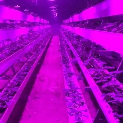 Sistema de iluminação para estufas em recipientes Pacote Peso bruto 2000.000kg Moeda EUA