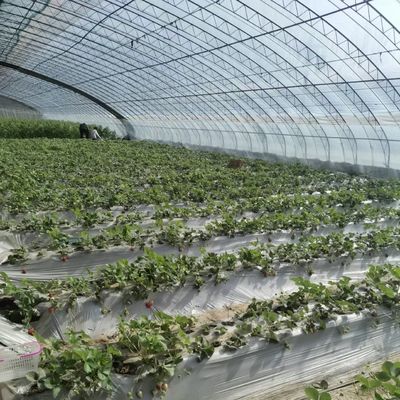 Estufas com várias faixas para uma melhor irrigação por gotejamento e luz solar incluídas