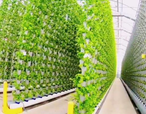 Estrutura de aço recipiente hidropónico estufa Juxiang 40hq para materiais de construção