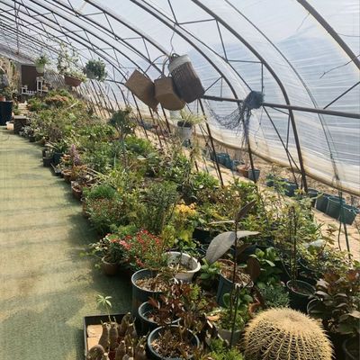 Estrutura de aço Sistema de irrigação por gotejamento para plantação de flores com reembolso de 30 dias